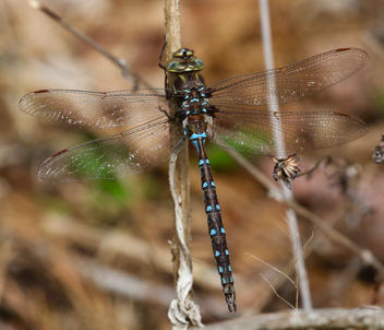 Basiaeschna janata, male